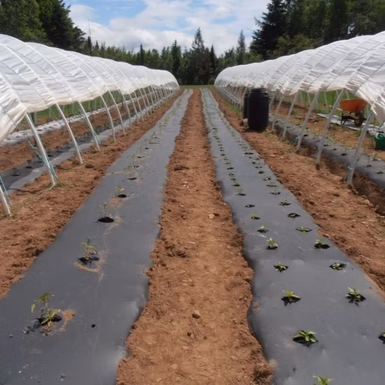 Il prezzo di fabbrica cinese fornisce all'agricoltura un film per pacciamatura nero argento a basso prezzo